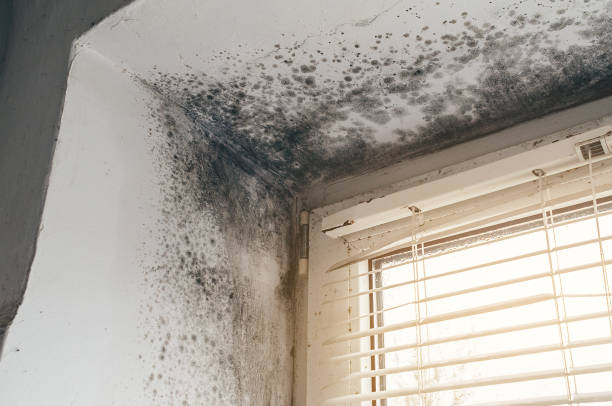 Affordable Mold Remediation solutions in Jamaica Plain, MA